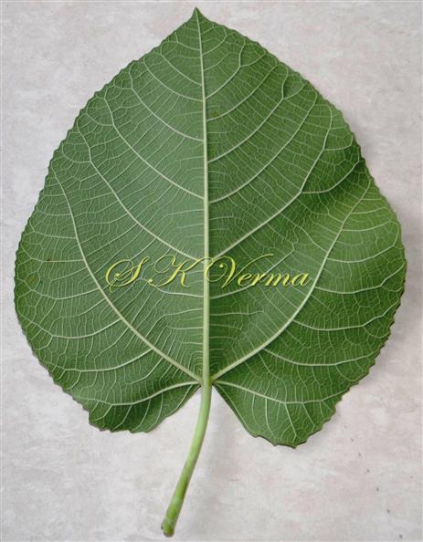  Leaf (Abaxial view)